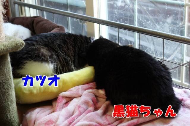 20240227katsuo_kuroneko01S.JPG
