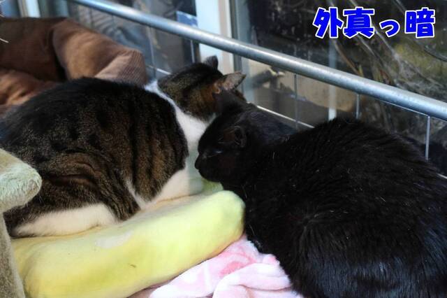 20240227katsuo_kuroneko04S.JPG