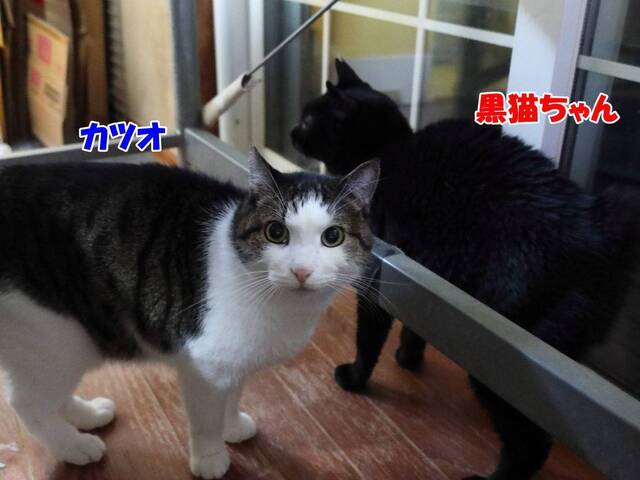 20240315katsuo01S.JPG