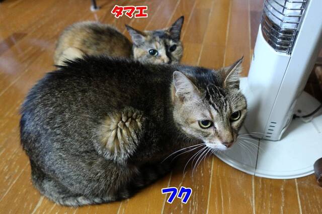 20240323fuku_tamae01S.JPG