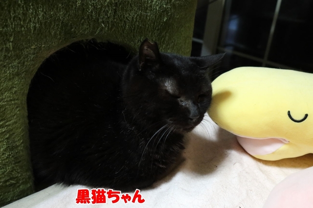 20240326kuroneko01S.JPG