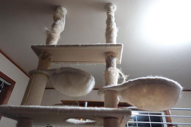 20240331CatTower01S.JPG