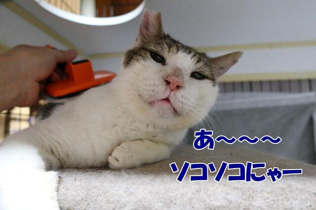20240418boo03S.JPG