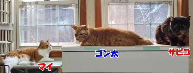 20240512mai_gonta_sabiko01S.JPG
