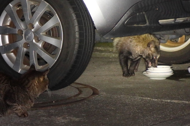 20240516tanuki01S.JPG