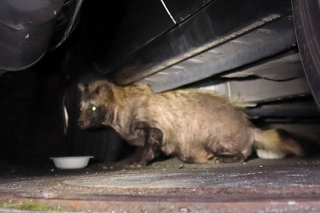 20240517tanuki01S.JPG