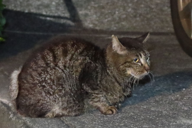 20240522torakichi02S.JPG