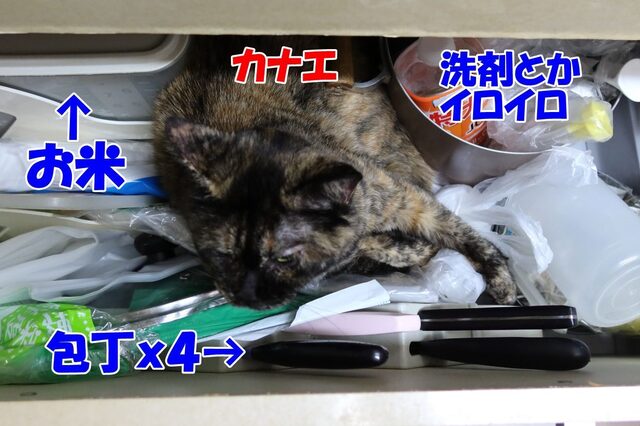 20240630kanae02S.JPG
