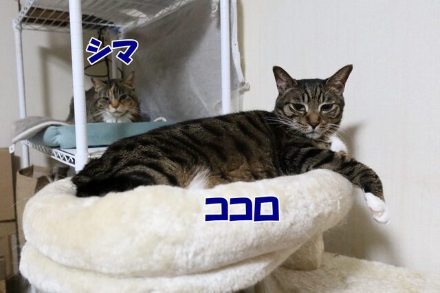 20240730kokoro_shima01S.JPG