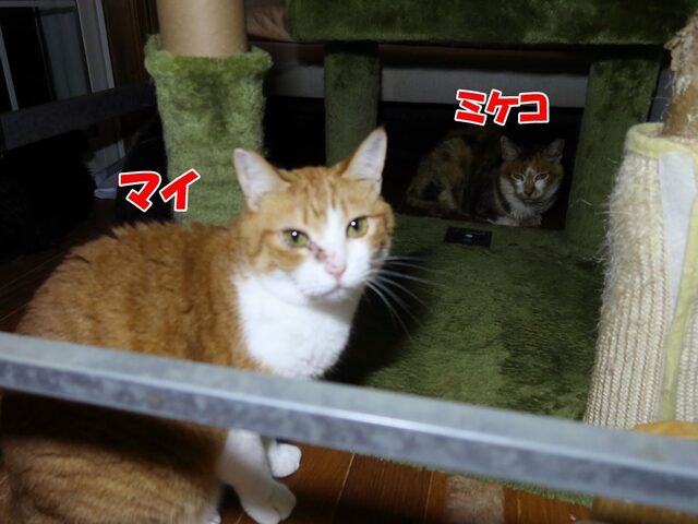 20240730mai_mikeko01S.JPG