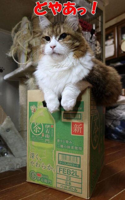 20240831iemon01S.JPG