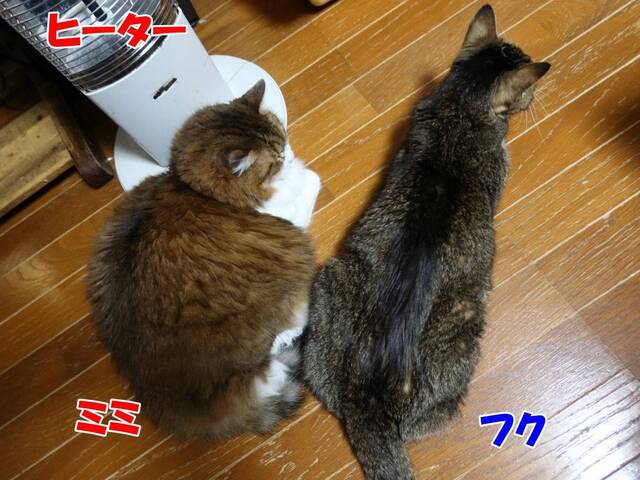 20241212mimi_fuku01S.JPG