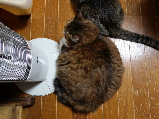 20241212mimi_fuku02S.JPG