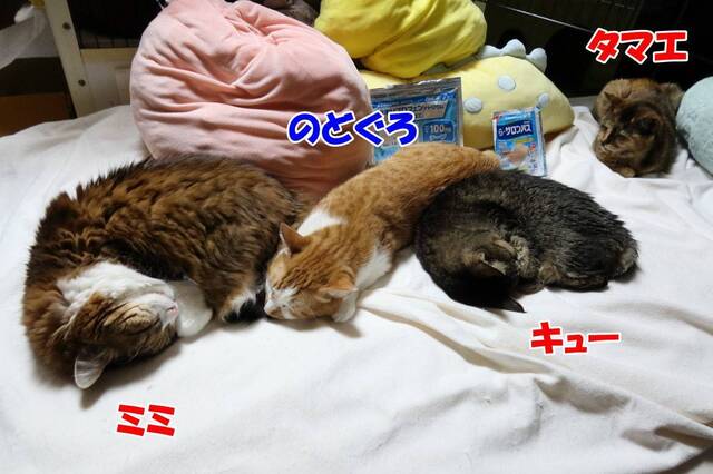 20250217mimi_nodo_que_tamae02.JPG