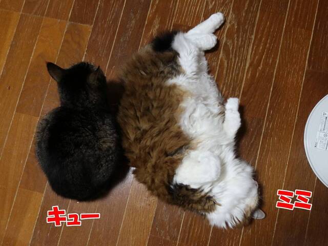 20250319mimi_que01S.JPG