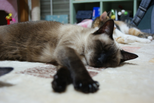 DSC00981-S.jpg