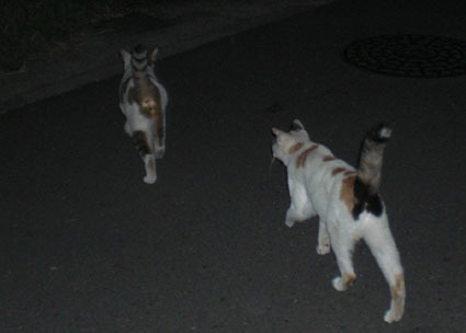 ★20090816park09.jpg