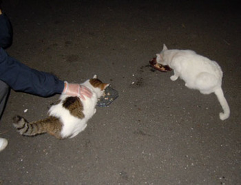 ★20111001park04_tomo_ginn.jpg