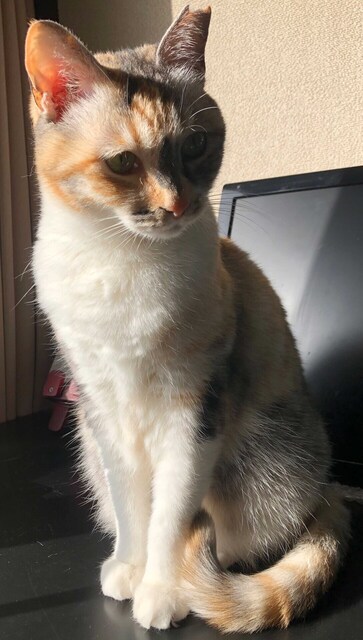 ハルちゃん 2021 5 4.jpg