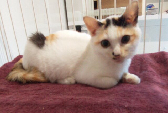 三毛猫02S.JPG