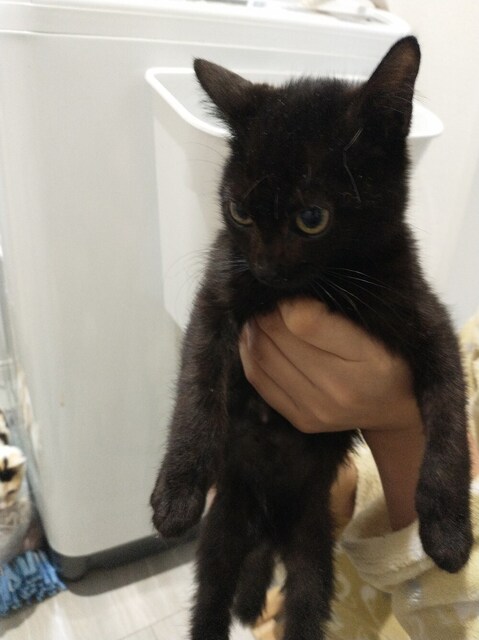 黒猫02S.JPG