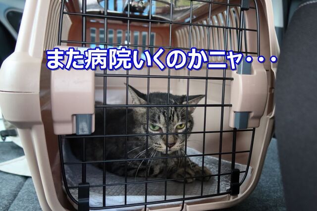 S20220710shou01.JPG