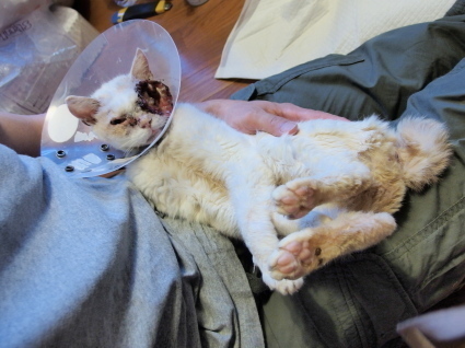 m_20140531shiro02-90aca.jpg