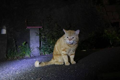20250520neko01S.JPG