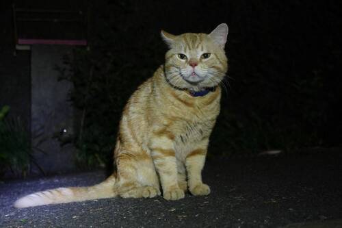 20250520neko02S.JPG