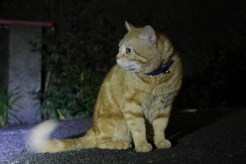 20250520neko03S.JPG