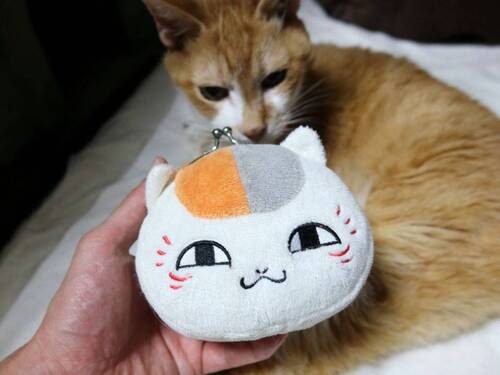 20250523nyanko01S.JPG
